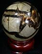 Polished Septarian Sphere #32020-2